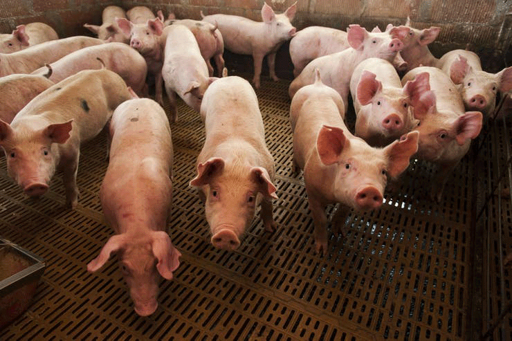 cerdos-biogas