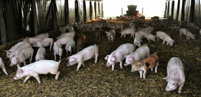 cerdos-agroindustria
